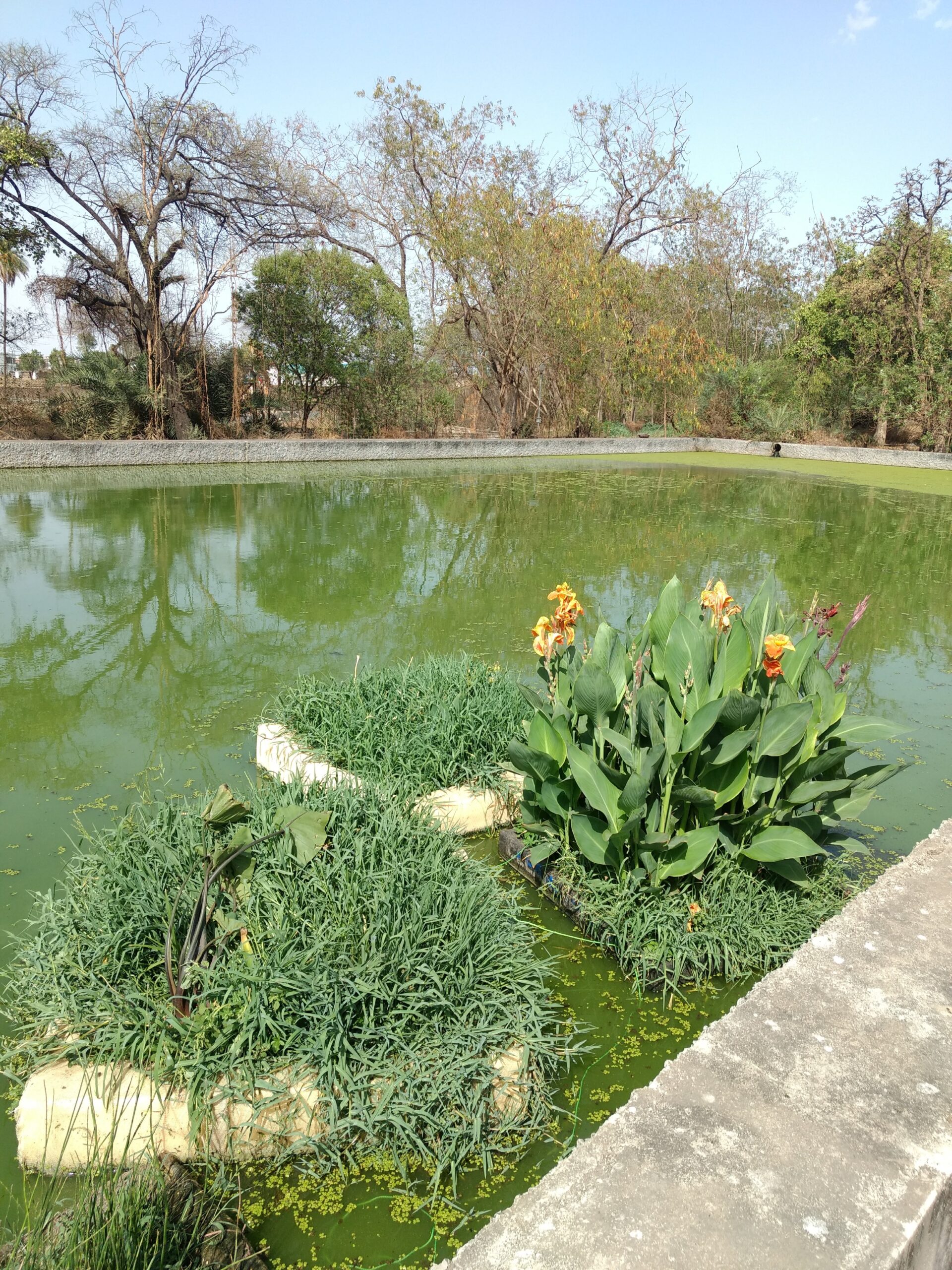 Clean Water restores lakes and ponds with microbial solutions