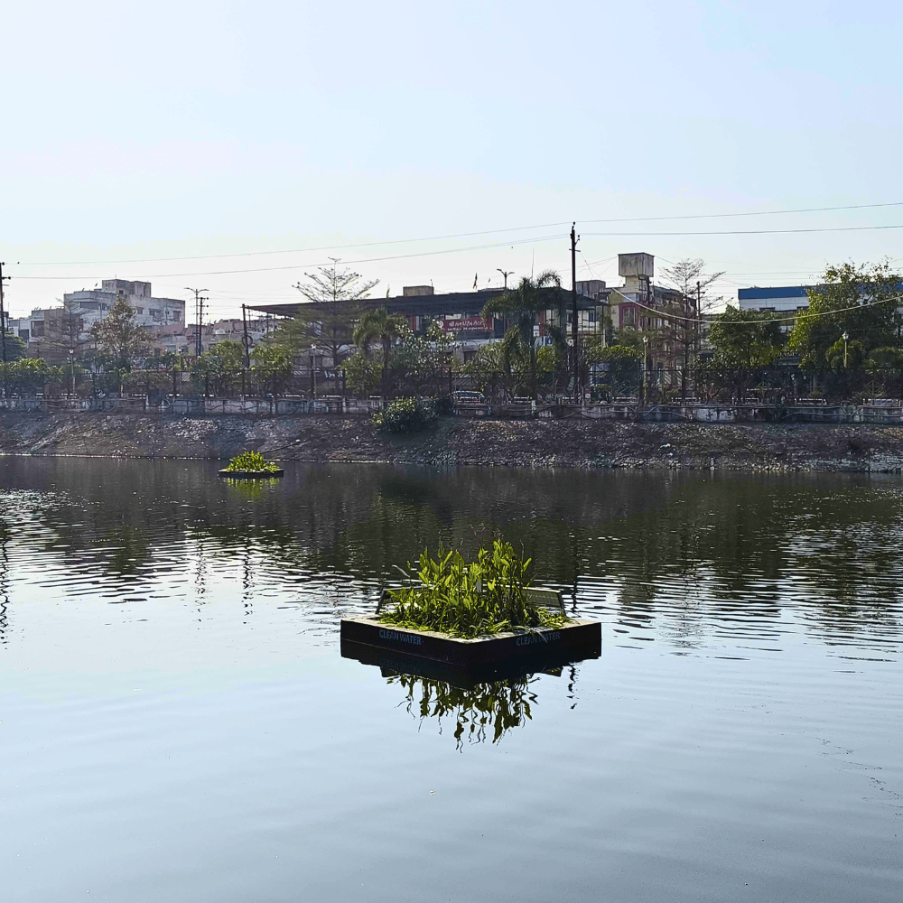 Floating Wetland in Annapurna Lake Indore